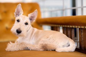 Dog Pet Scottish Terrier Canine  - LaresaPerlman / Pixabay
